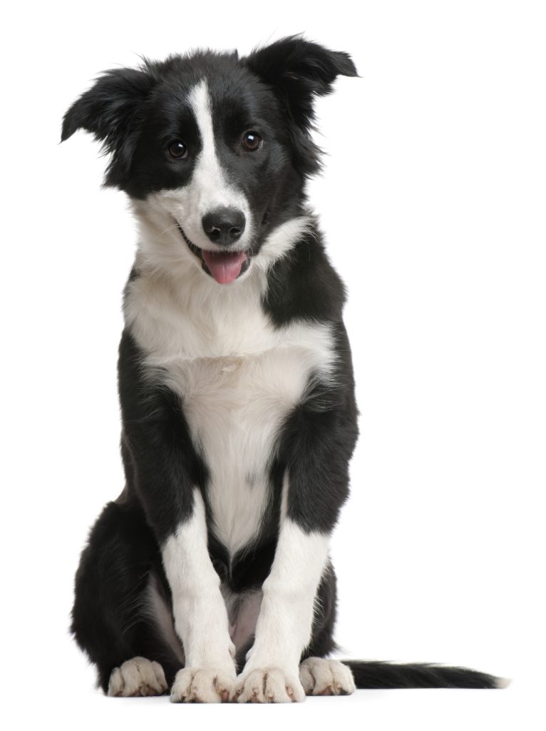Love Your Pet Day