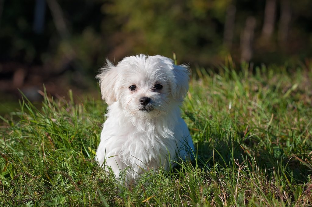 Pet planning Arkansas